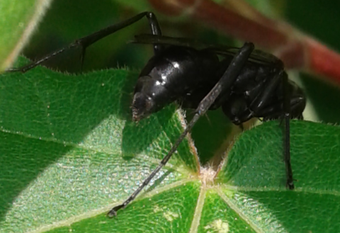 Pompilidae: forse Priocnemis sp.